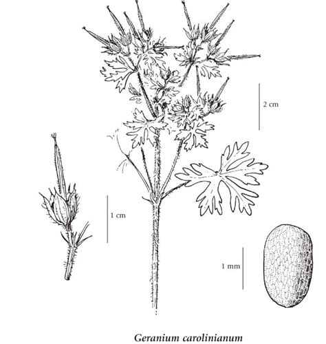 E Flora Bc Electronic Atlas Of The Flora Of Bc