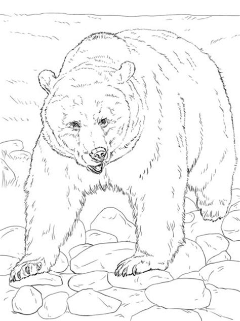 grizzly bears coloring pages  coloring  pinterest