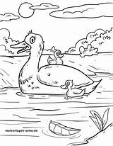 Ente Ausmalbild Enten Kostenlos Malvorlage Ausmalen Küken Kinderbilder Malvorlagen Ausdrucken sketch template