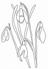 Coloring Pages Snowdrop Flowers Flower Fence Spring Colouring Drawing Picket Kids Botany Sheets Color Snowdrops Wire Outline Wood Printable Drawings sketch template