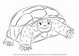 Tortoise Draw Gopher Drawing Step Turtle Drawings Turtles Animal Tutorials Tortoises Drawingtutorials101 Learn Choose Board Coloring Animals Clipart Quilt Uploaded sketch template