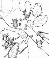 Aphid Aphids Coloringbay sketch template