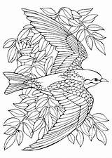 Orioles Coloring Pages Bird Getdrawings sketch template