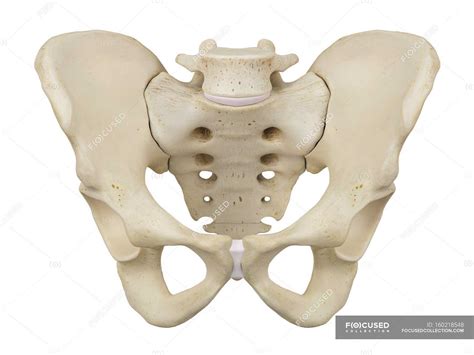 pelvic bones  sacrum biomedical illustration plain background
