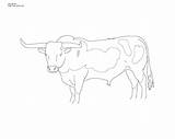 Longhorn Coloring Bull Cattle Pages Printable Color Texas Click Line Designlooter Size Drawings Farm Search 2400px 05kb Own sketch template