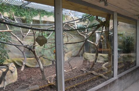 monkey enclosures  ape house  krefeld  zoochat