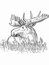 Moose Alce Elch Deer I1 Gaddynippercrayons Pisani Entitlementtrap sketch template