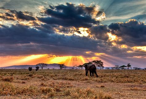 serengeti national park national park  tanzania thousand wonders