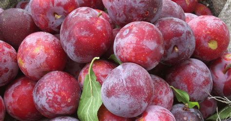 plum nutrition facts health benefits natural cancer prevention