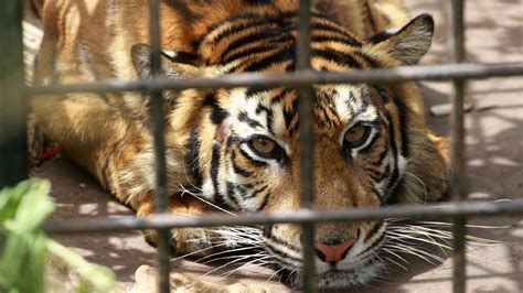sumatran tiger captured  preying  livestock  indonesia cgtn
