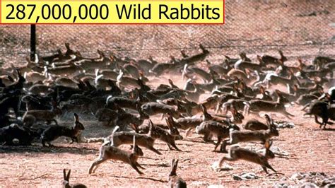 deal   million wild rabbits  australian farmers