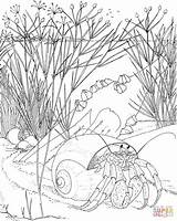 Coloring Pages Crab Hermit Ocean Printable Adults Adult Animals Crabs Nocturnal Color Scene Underwater Beach Animal Colouring Print Sheets Drawing sketch template