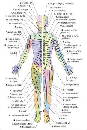 pin  antonio fabiano  anatomia medical anatomy human anatomy