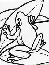 Coloring Frog Pages Printable Amphibians Color sketch template