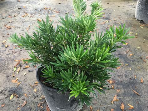 pringles podocarpus southwest nursery wholesale landscaping supplies dallas fort worth