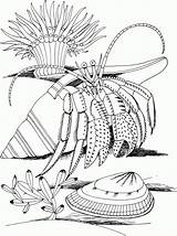 Crab Coloring Hermit Pages Shell Kids Spider Color Coloriage Imprimer Crustacean Hermite Printable Dover Bernard Publications Colouring Colorier Coquillage Drawing sketch template