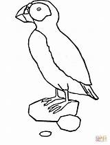 Puffin Coloring Pages Template Popular sketch template