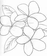 Flower Plumeria Outline Drawing Frangipani Hawaiian Line Flowers Drawings Painting Outlines Hawaii Result Coloring Colouring Pages Tattoo Tropical Leaf Pencil sketch template