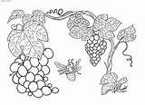 Grapes Coloring Plants Pages Fruits sketch template