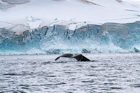 antarctic minke whale balaenoptera bonaerensis  photograph  eyal
