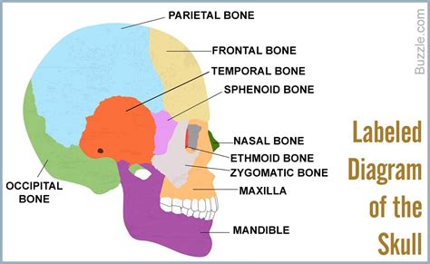 list  bones   human body  labeled diagrams anatomy bones