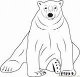 Bear Sloth Coloring Pages Coloringpages101 sketch template