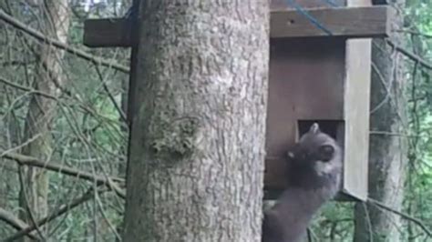 First Welsh Born And Bred Pine Marten After Relocation Bbc News