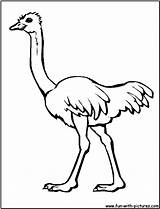 Ostrich Coloring Pages Clipart Birds Africa African Animals Color Kids Animales Use Five Big Activities Print Library Fun sketch template