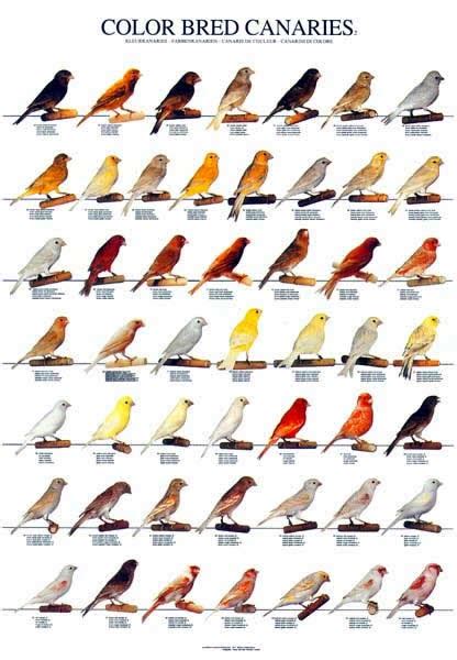 Canary Birds Product Poster And Types Of On Pinterest