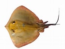 Afbeeldingsresultaten voor "dasyatis Violacea". Grootte: 134 x 100. Bron: www.peces.info