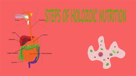 holozoic nutrition youtube