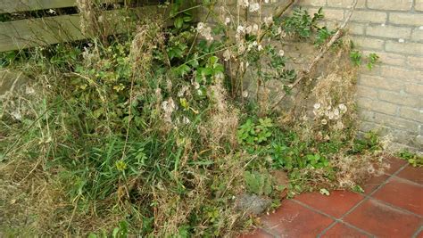 tuin overwoekerd met onkruid drupal