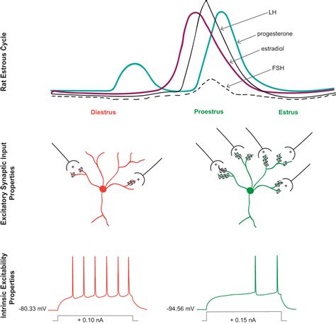 estrous cycle induced sex differences in medium spiny neuron excitatory