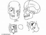 Neck Coloring Head Pages Anatomy Kids Printable sketch template