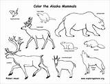 Coloring Mammals Alaska State Alaskan Animals Pages Amphibians Draw Animal Bird Reptiles Habitats Birds Outline Coloringbay Choose Board sketch template
