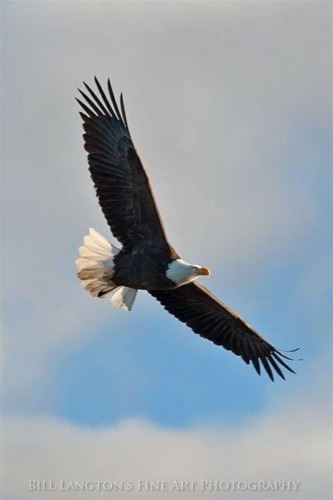 beautiful night eagle  flight bald eagle