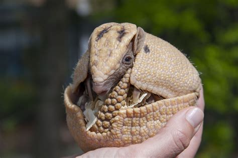 surprising facts  armadillos   leave   awe