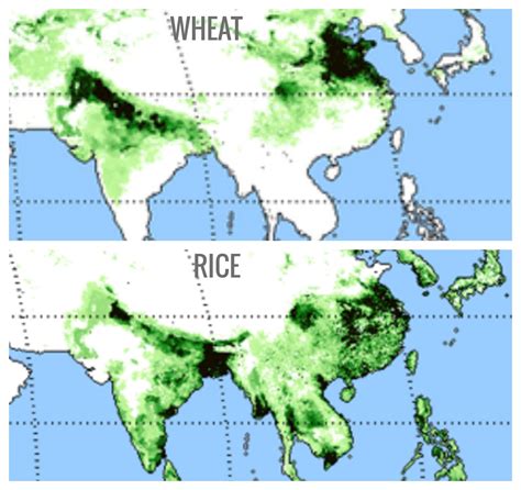 wheat  rice production india  china  revealing map history geography geography asian