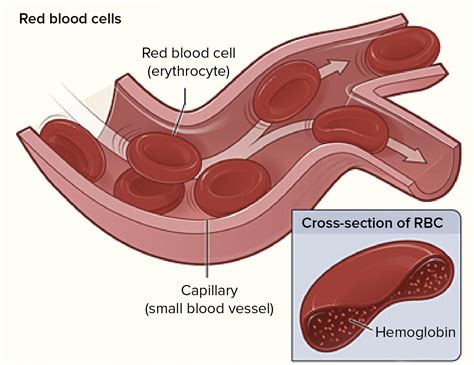 travels   red blood cell project  path   red blood cell   body