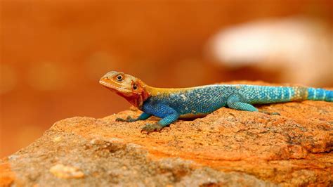 common agama red headed rock agama  rainbow agama full hd