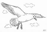 Coloring Seagulls Flying Pages Coloringbay sketch template