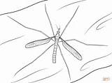 Mosquito Coloring Pages Paper sketch template