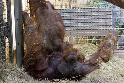 orangutan mating  photo  flickriver