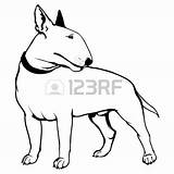 Terrier Bull Drawing English Clipart Guard Stock Vector Airedale Cartoon Getdrawings Shutterstock Cliparts Logo Clipartmag Clipground sketch template