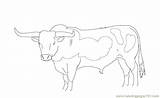 Longhorn Coloring Cattle Bull Designlooter 496px 36kb sketch template