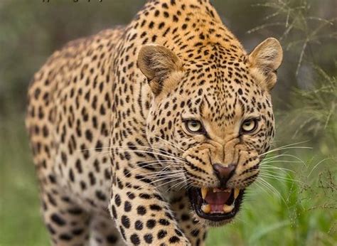 beauty  wildlife animals wild wild cats leopards