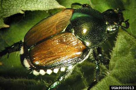 japanese beetle popillia japonica