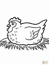Hen French Drawing Paintingvalley sketch template