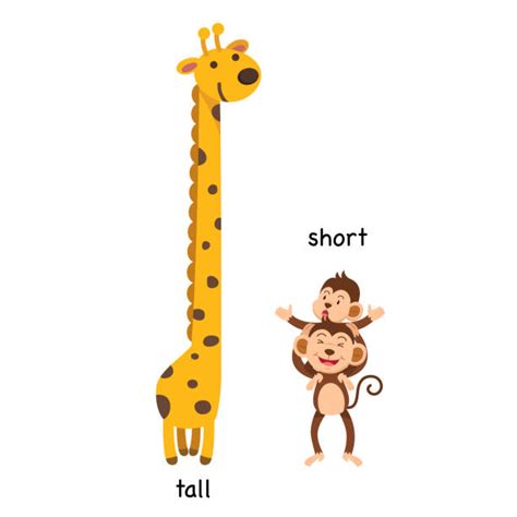 Tall And Short Illustrations Royalty Free Vector Graphics