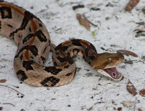 timber rattler photograph  dana blalock fine art america